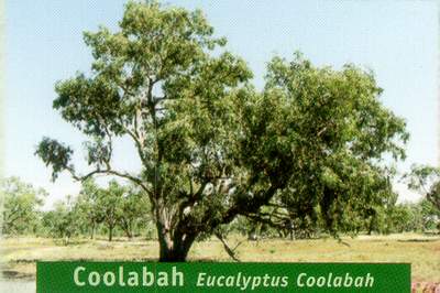 Coolabah tree