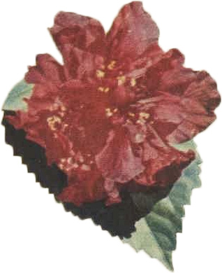 Sabrina Hibiscus